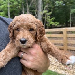Goldendoodle Puppies from Ellie's Goldendoodles