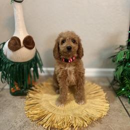 Bernedoodle and Goldendoodle Puppies from Wroth's Paws