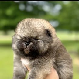 Pomeranian Puppies from Lacey Lawrence