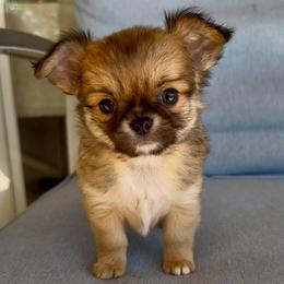 Harry READ DESCRIPTION - Fawn male Chihuahua puppy in Spring Hill, Florida from Stardom Chihuahuas & CKCS