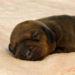 Girl 2 - Red female Dachshund puppy in Hickory, Kentucky from NanoDachs