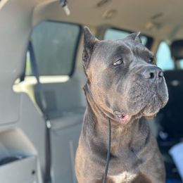 Karma - Cane Corso