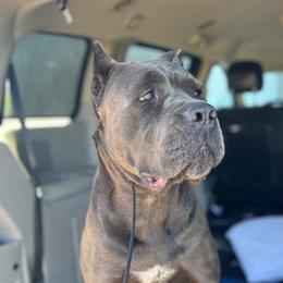 Karma - Cane Corso