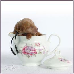 Goldendoodle Puppies from Loving Hearts Goldendoodles