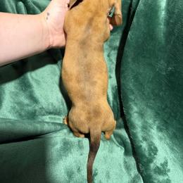 Izzy - Dapple female Dachshund puppy in Mountain Home, Arkansas from Furry Friends Kennel