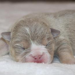 Girl 1 - female Bulldog puppy in Winnsboro, Texas from JP Ranch Bulldogs