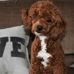 Rusty - Poodle