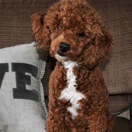 Rusty - Poodle