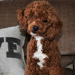 Rusty - Poodle