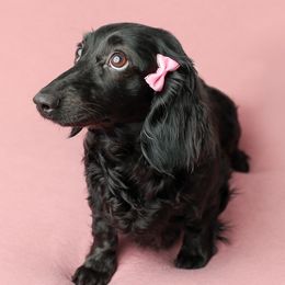 Gracie Mae - Dachshund