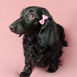 Gracie Mae - Dachshund