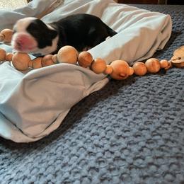 Jelly Bean - Sable and white male Tibetan Terrier puppy in Virginia from Tripitaka