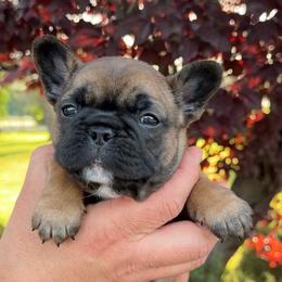 Dulce - Fawn and white female French Bulldog puppy in Redding, California from Tri County Frenchies