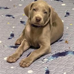 Jo (Purple) - Silver gray female Weimaraner puppy in Waverly, New York from Always Faithful Weimaraners
