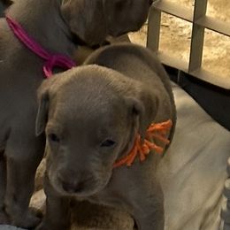 Weimaraner Puppies from Von Luchbach Weimaraners