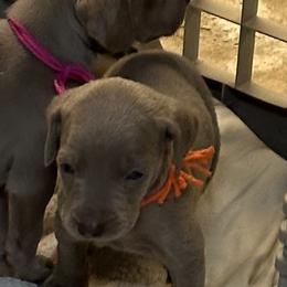 Weimaraner Puppies from Von Luchbach Weimaraners