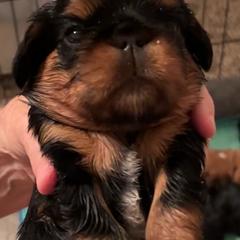 English Toy Spaniel Puppies from Joni Mauritz