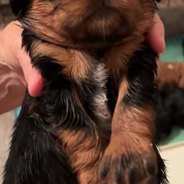 English Toy Spaniel Puppies from Joni Mauritz
