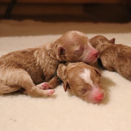 Poodle Puppies from LittleBear Poodles