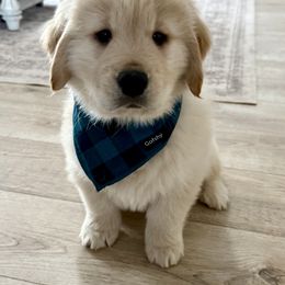 Golden Retriever Puppies from Amore Doro’ N Marshell Golden’s