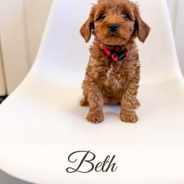 Beth - Red  female Goldendoodle puppy in Melba, Idaho from KZ Doodles