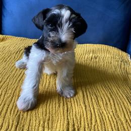 Sir Frances - Parti male Miniature Schnauzer puppy in Lufkin, Texas from Fergie’s Miniature Schnauzers