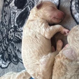 White collar - Cream female Poodle puppy in North Port, Florida from Desert in the South Standard Poodles