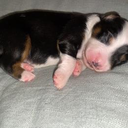 Miniature Australian Shepherd Puppies from Duncan’s Miniature Australian Shepherds
