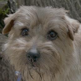 Norfolk Terrier puppies from Rocky Mountain Norfolk Terriers