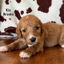 Kix Brooks - Apricot male Goldendoodle puppy in Lancaster, Minnesota from North Star Dog Training