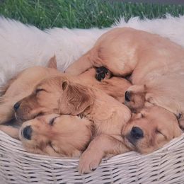 Golden Retriever Puppies from HighRoller Golden Retrievers