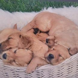 Golden Retriever Puppies from HighRoller Golden Retrievers