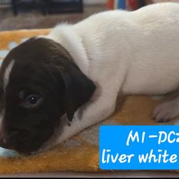 Blue - Liver and white male German Shorthaired Pointer puppy in Dahlonega, Georgia from Pointer Mountain Bird Dogs