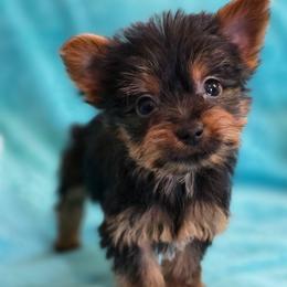 Smiley - Black and tan male Yorkshire Terrier puppy in Aiken, South Carolina from Sio's Yorkies