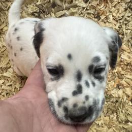 Regular Spots - White and black male Dalmatian puppy in Williamsburg, Ohio from Dewey’s Dals