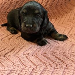 Spring Brook Here You Come Again - Black and cream female Dachshund puppy in New Ross, Indiana from Spring Brook Farms, LLC