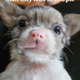 Razzi - Blue merle female Chihuahua puppy in Marianna, Florida from Garden Tub Chihuahuas
