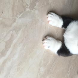 Cardigan Welsh Corgi Puppies from Penfro Corgis