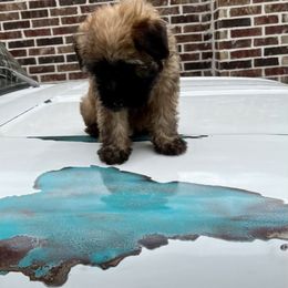 Soft Coated Wheaten Terrier Puppies from Wonderful Wheatens