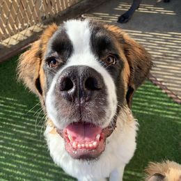 Saint Bernards from Sauer Saint Bernards