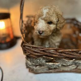 Casper - Apricot male Poodle puppy in Wolf Creek, Oregon from Dejah Bleu Kennels