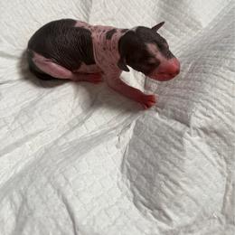 Cannoli - White and black male Xoloitzcuintli puppy in Manitowoc, Wisconsin from Wonderland Kennel