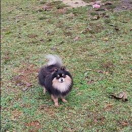 Georgia - Pomeranian