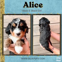 Alice (Black girl) - Tri-color female Bernedoodle puppy in Boiling Springs, South Carolina from OlliePups, LLC