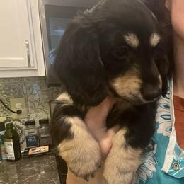 Valentines boy - Black and cream male Dachshund puppy in Prescott, Arizona from Dachshund Family Love Breeders