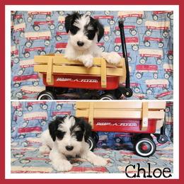 Chloe - Parti female Miniature Schnauzer puppy in Lebanon, Missouri from Cedar Glades Canines