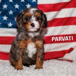 Parvati - Merle female Bernedoodle puppy in Gilbert, Arizona from Safe Havynn Doodles