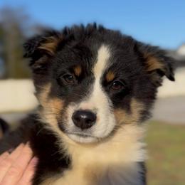 Ranger - Boy 3 - Black tri male Miniature Australian Shepherd puppy in Murfreesboro, Tennessee from Norby's Mini Aussies