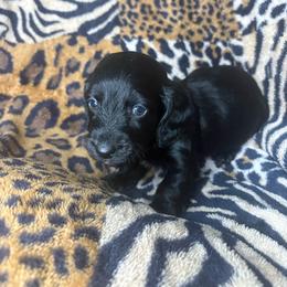 Hank - Black male Dachshund puppy in Richwood, West Virginia from Wild and Wonderful Wieners