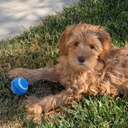 Murcury - Caramel red male Australian Labradoodle puppy in Sacramento, California from Delta Breeze Labradoodles